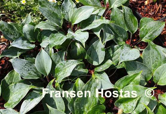 Hosta Plum Delicious